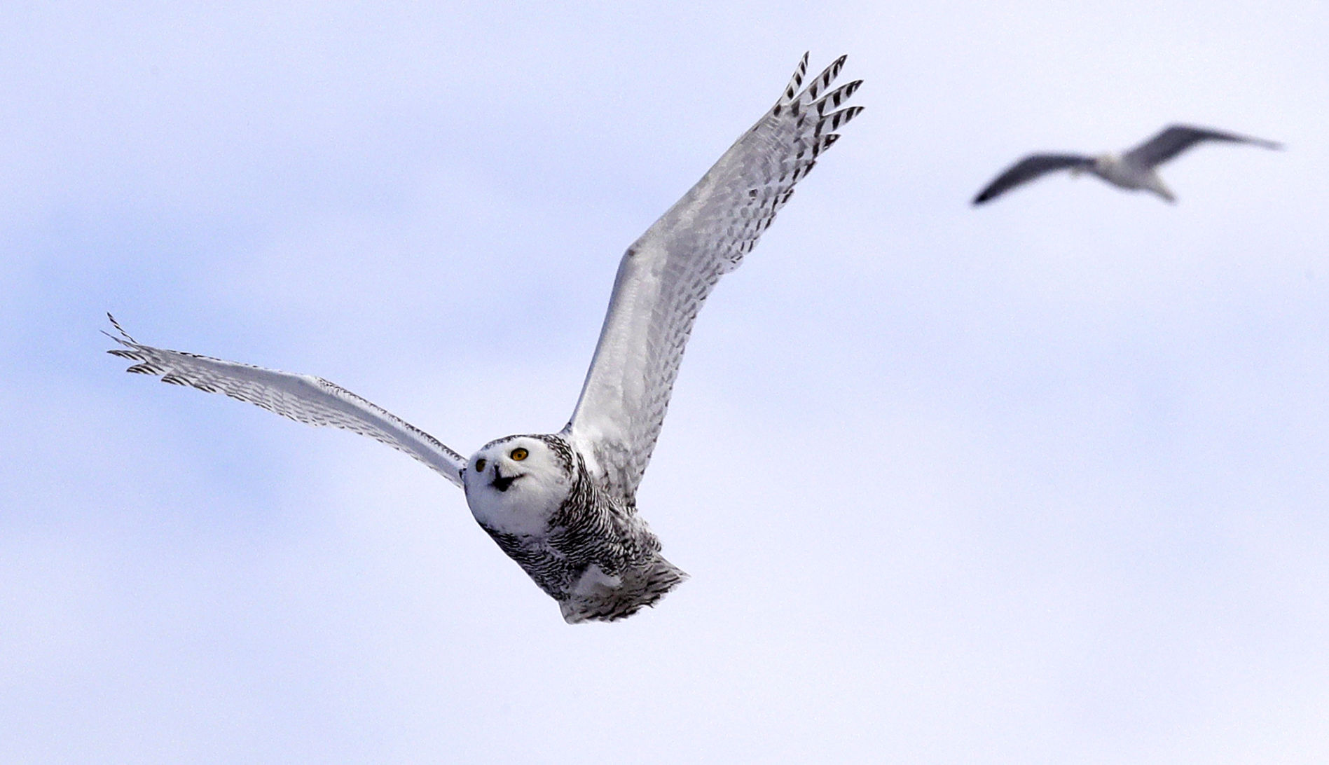 Snowy owl soars
